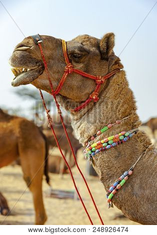 Decorated Camel At The Pushkar Fair (pushkar Mela) - Rajasthan, India, Asia