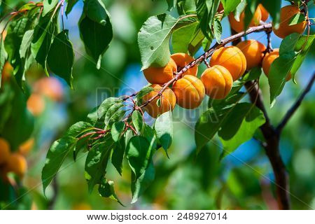 Ripe Apricots On A Tree Branch In Garden