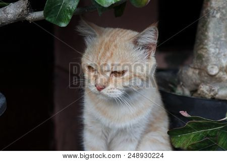 The Brown Fur Cats See Something, Maybe The Food
