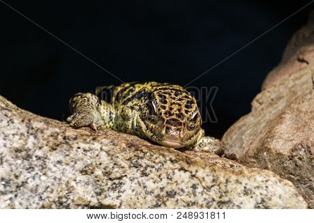 Close-up Of Colombian Tegu Lizard On A Rock Near The Cave