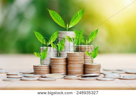 Tree Growing On Coins Stack With Sun Ray For Saving Money Concept