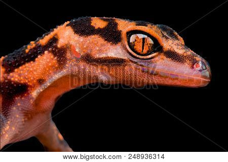 The Japanese Cave Gecko (goniurosaurus Orientalis) Is Considered And Rare And Uncommon Species. They