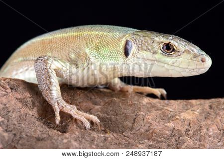 The Corfu Green Lizard (lacerta Trilineata Major) Is Endemic To Corfu Island, Part Of Greece.