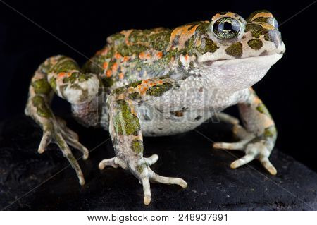 The Balearic Green Toad (bufotes Balearicus) Is A Large Amphibian Endemic To Italy.
