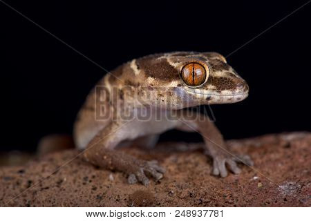 Van Son's Thick-toed Gecko (pachydactylus Vansoni)