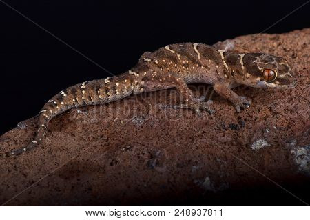 Van Son's Thick-toed Gecko (pachydactylus Vansoni)