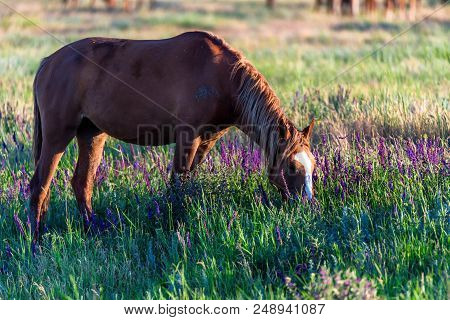 Mustang Or Wild Horses Grazes On Meadow In Rostov National Reserve, Russia