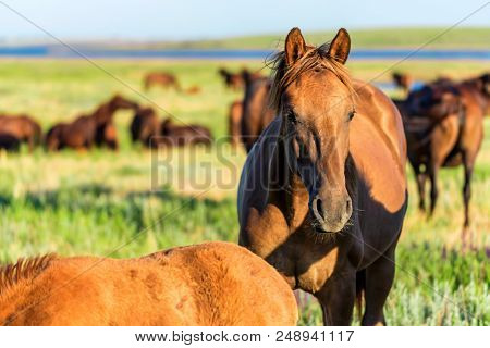 Mustangs Or Wild Horses Graze On Meadow In Rostov National Reserve, Russia