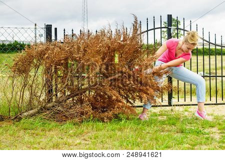 Woman Gardener Removing Withered Dried Thuja Tree From Her Backyard. Yard Work Around The House