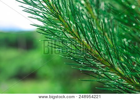 Pine Tree Branch During The Rain With Water Drops On Its Needles In The Evening. Water Drops Falling