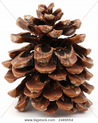 große kieferner Kegel