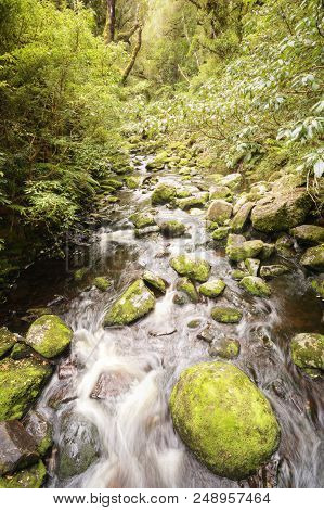 A Cool, Fast Flowing Stream In The Catlins Area Of New Zealand.