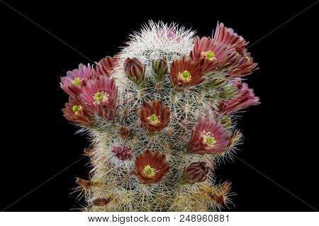 Cactus Echinocereus Russanthus Fiehnii With Flower Isolated On Black.