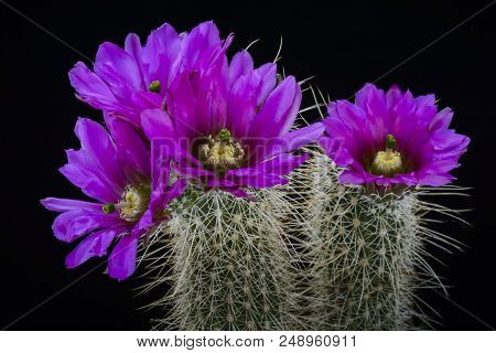 Cactus Echinocereus Apachaensis With Flower Isolated On Black.
