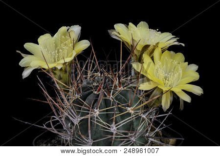 Cactus Lobivia Pugionacantha Versicolor With Flower Isolated On Black.