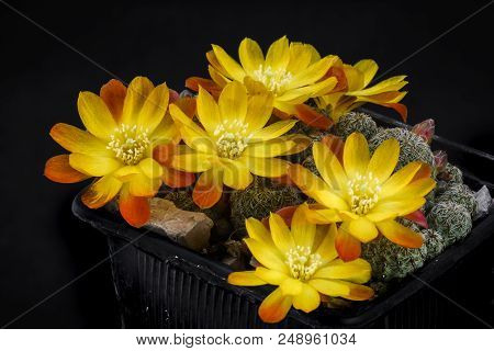 Cactus Sulcorebutia Callecalensis With Flower Isolated On Black.