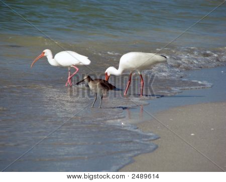 Hvid Ibis