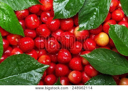 Pink Cherries With Leaves In Drops Of Water. Top View