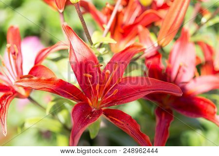 Beautiful Lily Flower In Bloom