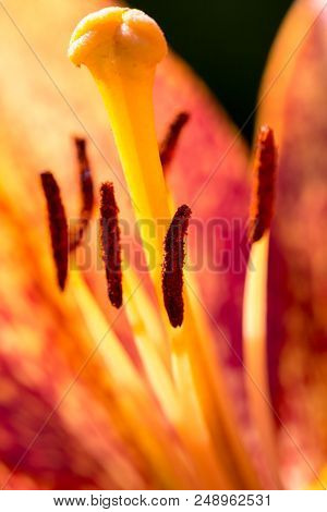 Beautiful Lily Flower In Bloom