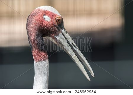 Antigone Crane Walking In The Farm