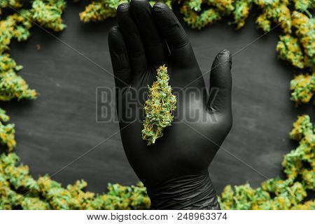 Grinder A Lot Ofx Marijuana, Fresh Buds Of Cannabis Many Weed. Copy Spase Copy-space