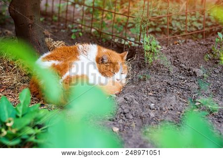 Red Cat Sleeping In The Summer Garden.