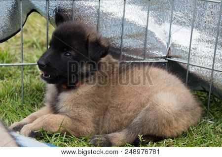 Portrait Of Tervuren Dog Outdoor From Belgium