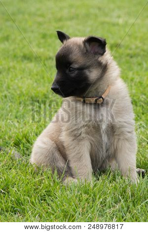 Portrait Of Tervuren Dog Outdoor From Belgium