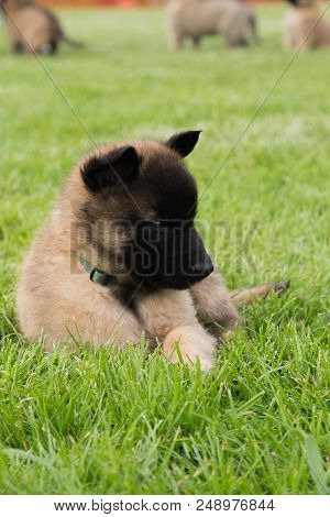 Portrait Of Tervuren Dog Outdoor From Belgium