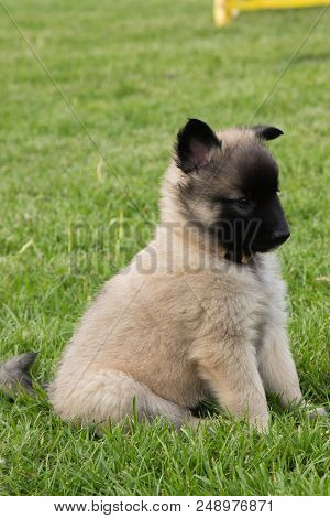 Portrait Of Tervuren Dog Outdoor From Belgium