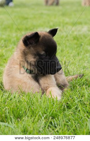 Portrait Of Tervuren Dog Outdoor From Belgium