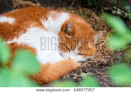 Red Cat Sleeping In The Summer Garden.