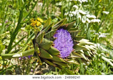 아 티 초 크 (cynara Cardunculus) Blooming 글로브
