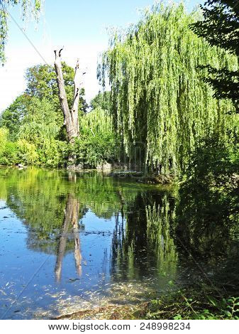 Old Tree In A V Shape Reflecting In Lake Surface Water