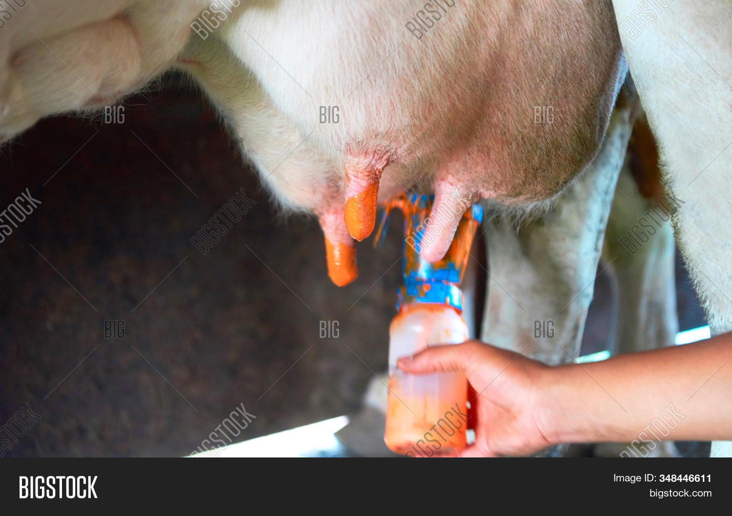 Guy Fucks Cow
