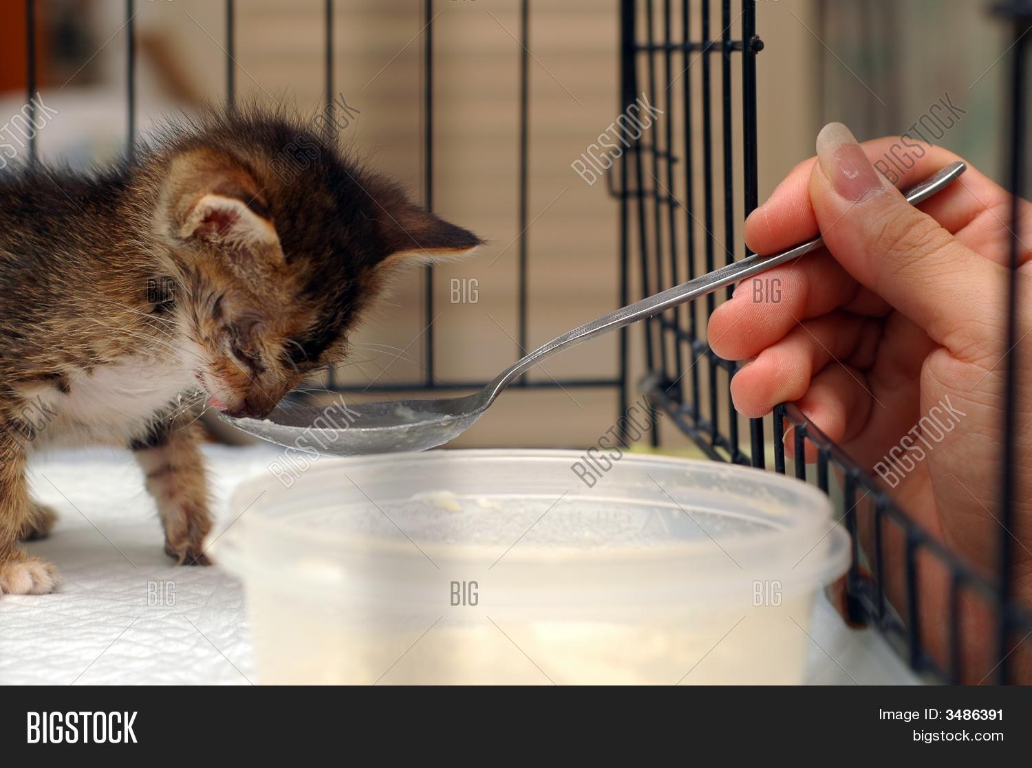 пипетка для новорожденных котят. кормят ли котят ночью. кормление котят. как пищат маленькие котята. кормят ли котят ночью.