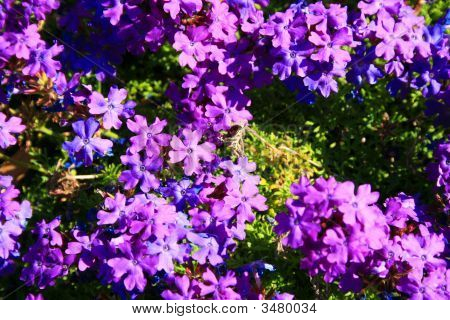 Flores de Lantana roxa