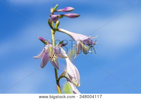 The Bell Flower Against Blue Sky Close Up. Campanulaceae, Campanula Grossekii, Campanula Rapunculus