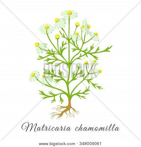 Painted Hand Drawn Bush Of Blossoming Chamomilla