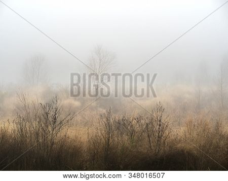 Painted Trees - Not Very Many Days In Texas We Can See Fog. It Was A Perfect Morning With A Perfect 