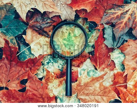 Magnifying Glass Lying On Ground Heap Of Colorful Multicolor Autumn Fall Yellow, Red And Orange Mapl