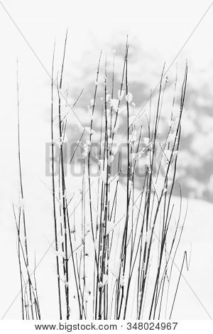 Minimalistic Photography Of Siple Branches In The Winter Garden