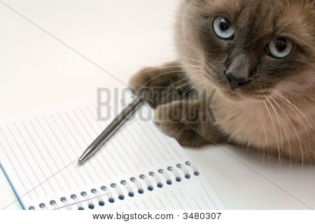 Kat, Pen og Tom åben Notesblok