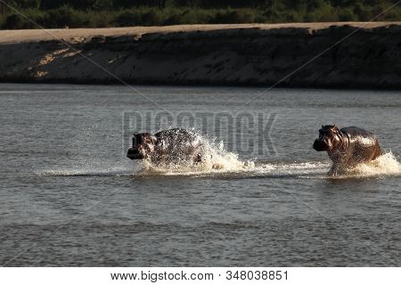 Two Hippos (hippopotamus Amphibius) Scared And Running In The Water. Zambia, South Luangwa.