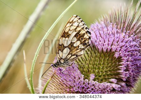 Butterfly - Marbled White (female), Melanargia Galathea On The Lila Blooming Wild Teasel (dispscus F