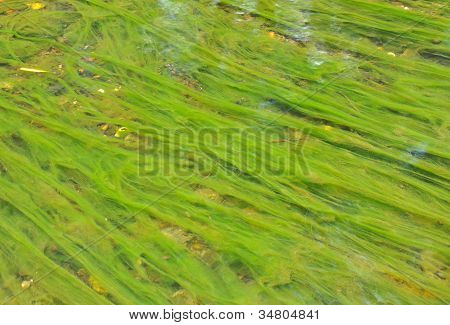 abstrata orgânica substância viscosa com algas na água