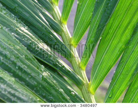 Palmtree med vattendroppar