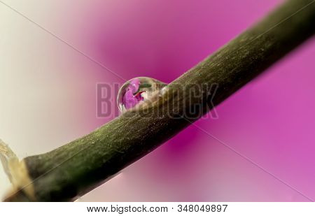 A Macro Portrait Of The Refraction Of A Pink Orchid Flower In A Water Drop. The Water Droplet Is On 