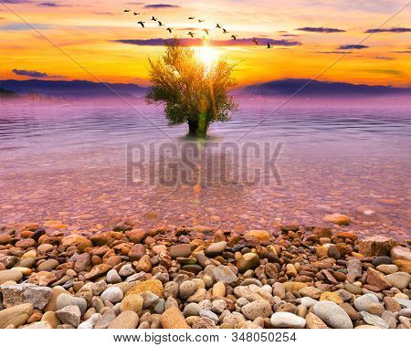 Idyllic And Scenery Nature.surreal Dream Landscape With Tree In The Water And Sunset